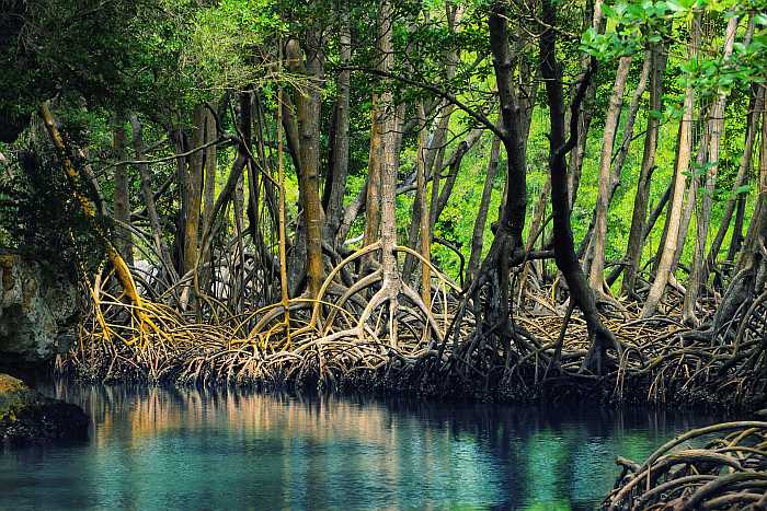 Mangroves in Los Haitises National Park (Dominican Republic).