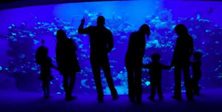 A great family activity rain or shine is to visit the island’s incredible aquarium managed by Israeli owned Coral World International.