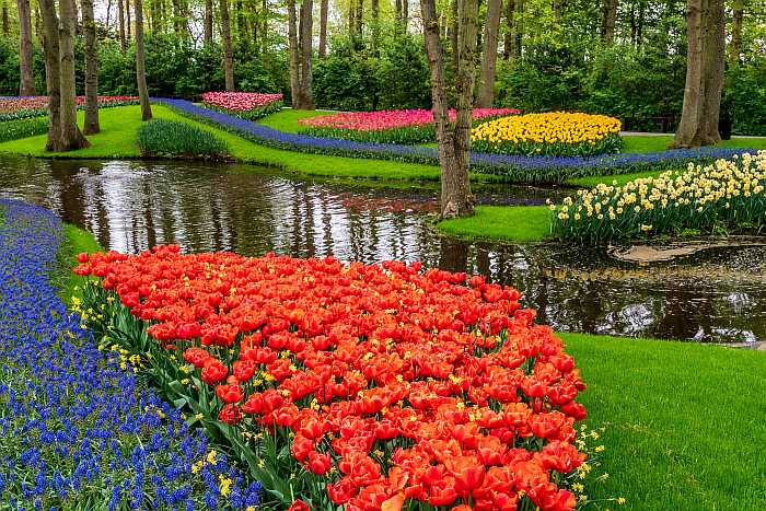 Amsterdam's famous tulips.