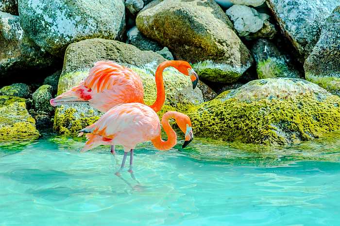 Pink flamingos in Aruba