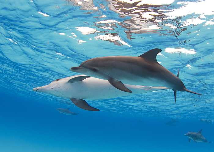 Atlantic spotted dolphins in the Bahamas.