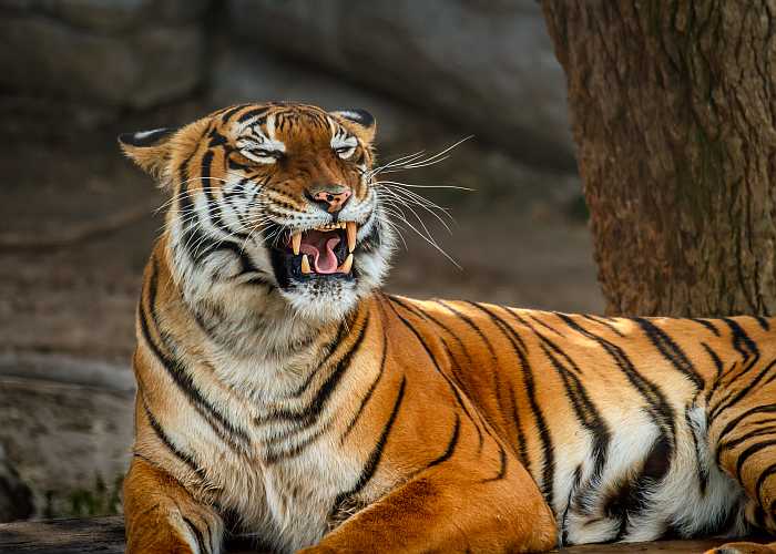 Malyan Tiger at ZooTampa in Florida.