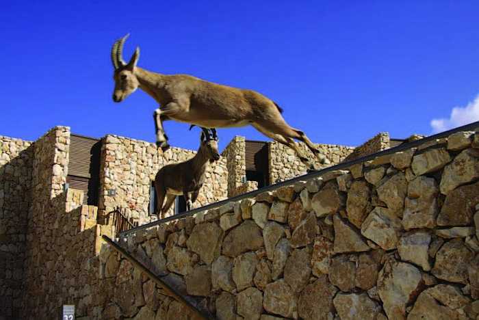 Ibex frolicking by Hotel Bereshit in Mitzpeh Ramon, Israel.