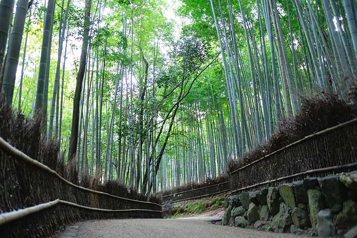Bamboo Grove in Arashiyama in Kyoto, Japan.