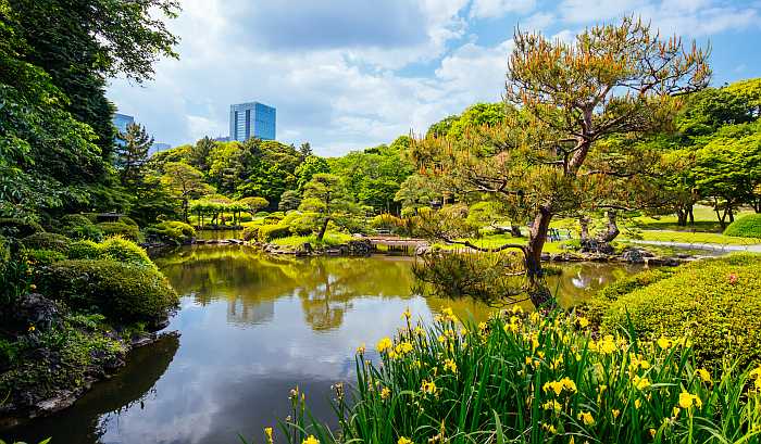 Shinjuku gyoen national garden in Tokyo.