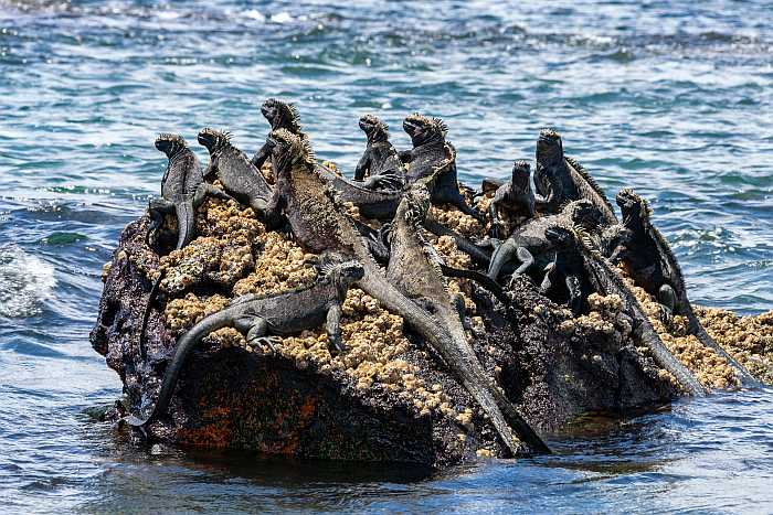 Galapagos marine iguanas on Galapagos island.
