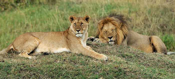 African lions on kosher safari in South Africa.
