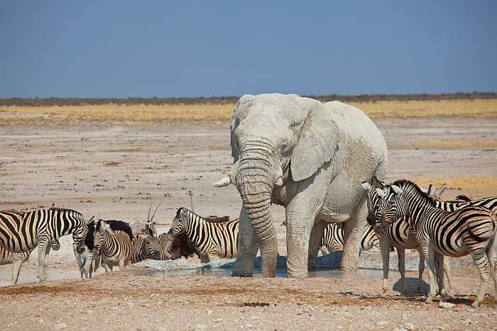South Africa safari animals.