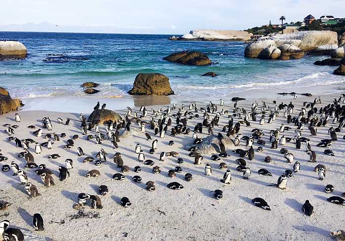 Penguin colony in South Africa.