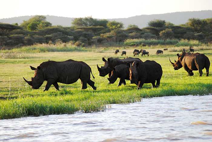 Rhinos in South Africa safari.
