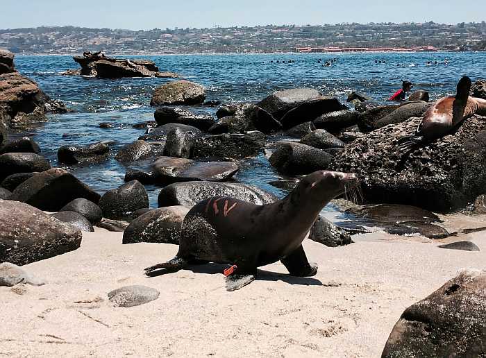 San Diego is known for it's marine research. This guy is marked and tagged for scientific purposes.