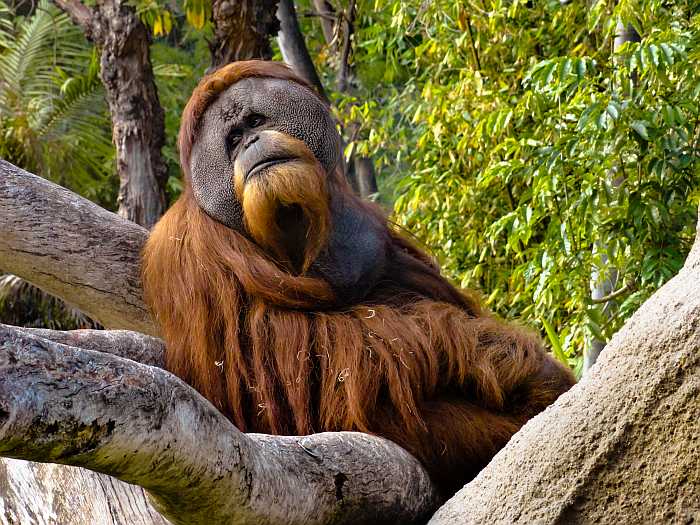 Orangutan at the San Diego Zoo.