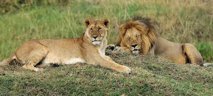 African lion seen on safari in South Africa.