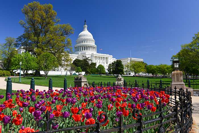 The United States Capitol building in Washington D.C.